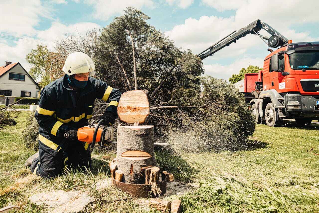 The Steps Involved in Our Tree Care Process in Spring House, PA